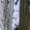 Illustration : Un passant suit de petits cris jusqu'&agrave; une chatte coinc&eacute;e au fond d'une fissure entre 2 murs