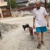 Illustration : Des chiens errants ne mangent plus apr&egrave;s la mort de leur bienfaiteur, sa petite-fille tente de prendre le relais