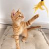 Illustration : Pr&eacute;parez l&rsquo;accueil d&rsquo;un de ces 6 chiots et chatons &agrave; adopter, du budget aux apprentissages