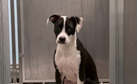 Pour aider ce chien d'un an apeuré, un compte Instagram appelle à partager sa vidéo