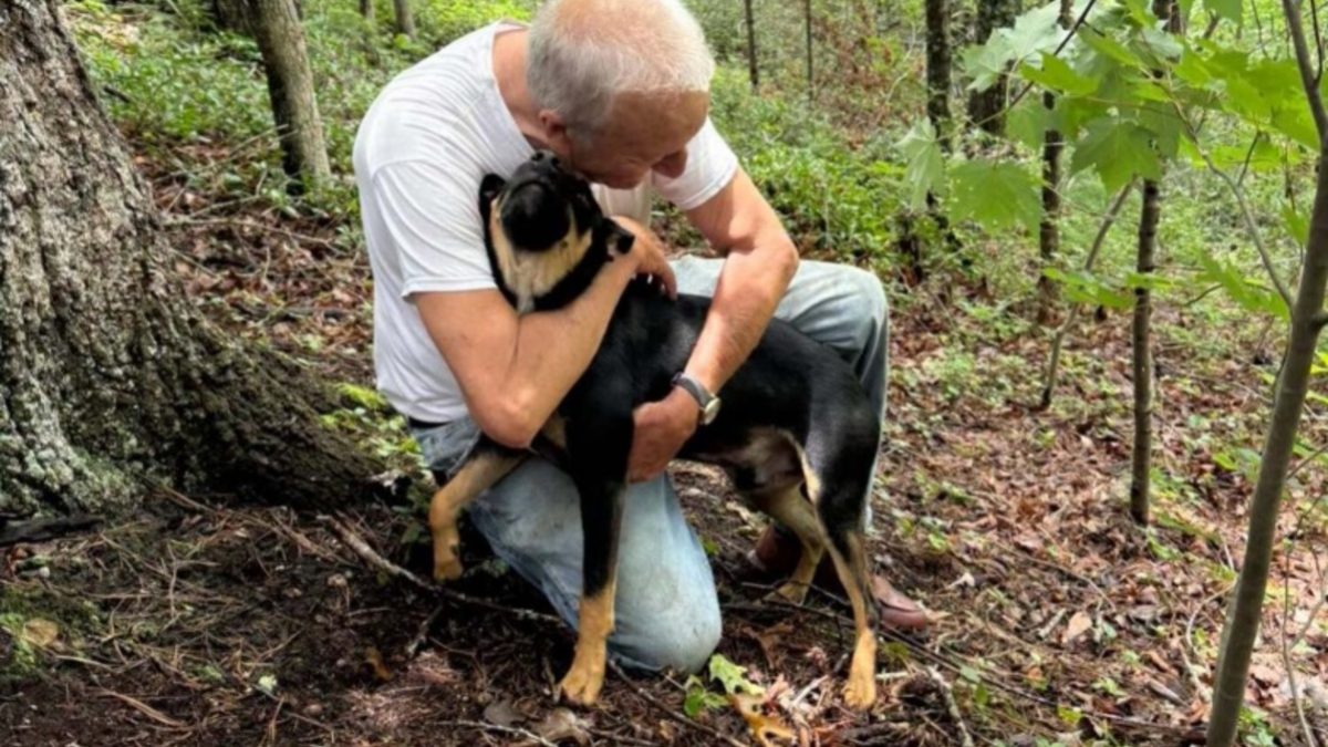 Illustration : "Après 4 jours de recherches, un maître retrouve son chien sain et sauf grâce à un sauvetage en rappel"