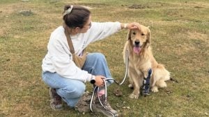 Illustration : Ce chien de bientôt 3 ans se blesse avec sa prothèse, mais la remplacer coûte près de 2 000 euros
