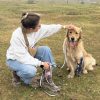Illustration : Ce chien de bient&ocirc;t 3 ans se blesse avec sa proth&egrave;se, mais la remplacer co&ucirc;te pr&egrave;s de 2 000 euros