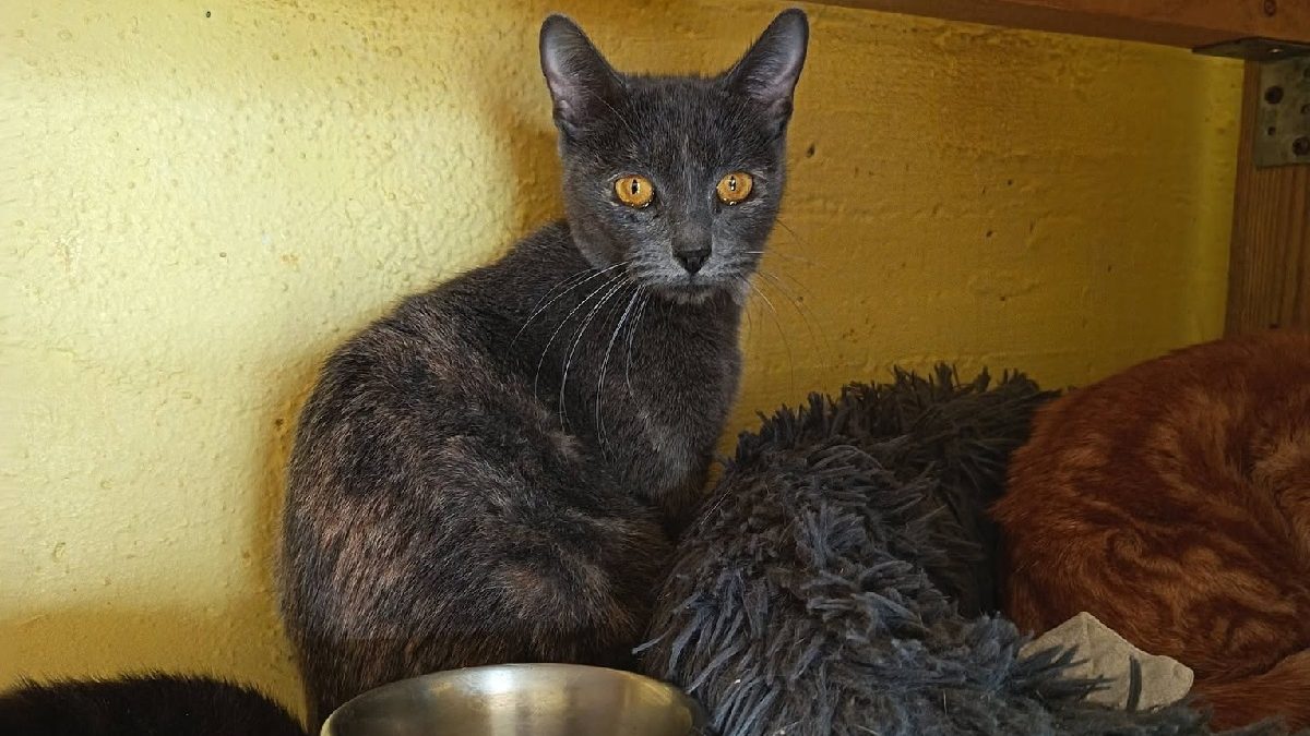Illustration : "Poitiers (86) : des associations s'attendent à sortir 15 chats abandonnés en en retrouvent 50 dans un appartement"