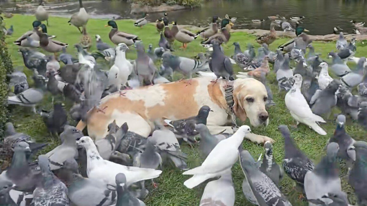 Illustration : "« Il est difficile de le faire bouger » : sa maîtresse emmène ce chien retrouver les pigeons du parc"
