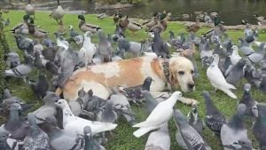 Illustration : « Il est difficile de le faire bouger » : sa maîtresse emmène ce chien retrouver les pigeons du parc