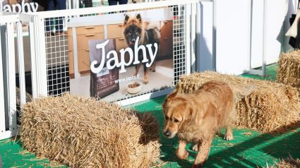 Illustration : Japhy &agrave; Animal Expo : le bien-&ecirc;tre du chien va bien au-del&agrave; de la gamelle