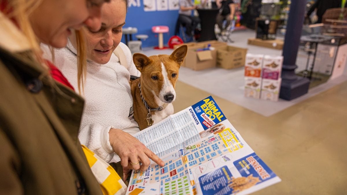 Illustration : "Animal Expo 2026 : nos meilleures trouvailles pour gâter votre chien ou votre chat"
