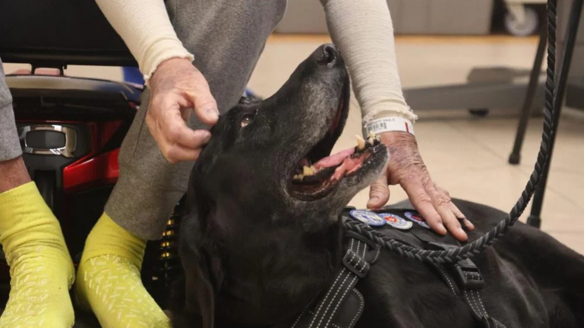 Illustration : "Ce chien de thérapie fête sa 1000e visite et passe de chambre en chambre pour réconforter les patients"