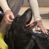 Illustration : Ce chien de th&eacute;rapie f&ecirc;te sa 1000e visite et passe de chambre en chambre pour r&eacute;conforter les patients