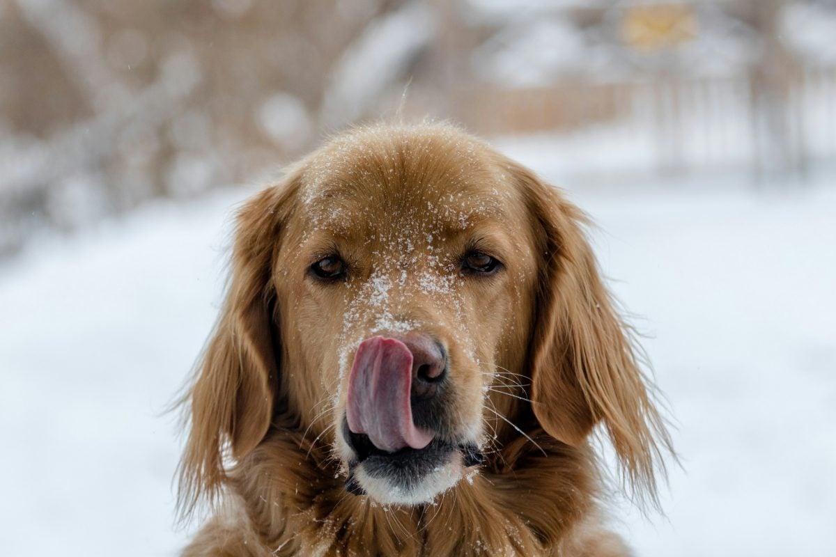 Illustration de l'article : Mettre du baume à lèvres humain sur la truffe gercée d'un chien est sans danger, vrai ou faux ?