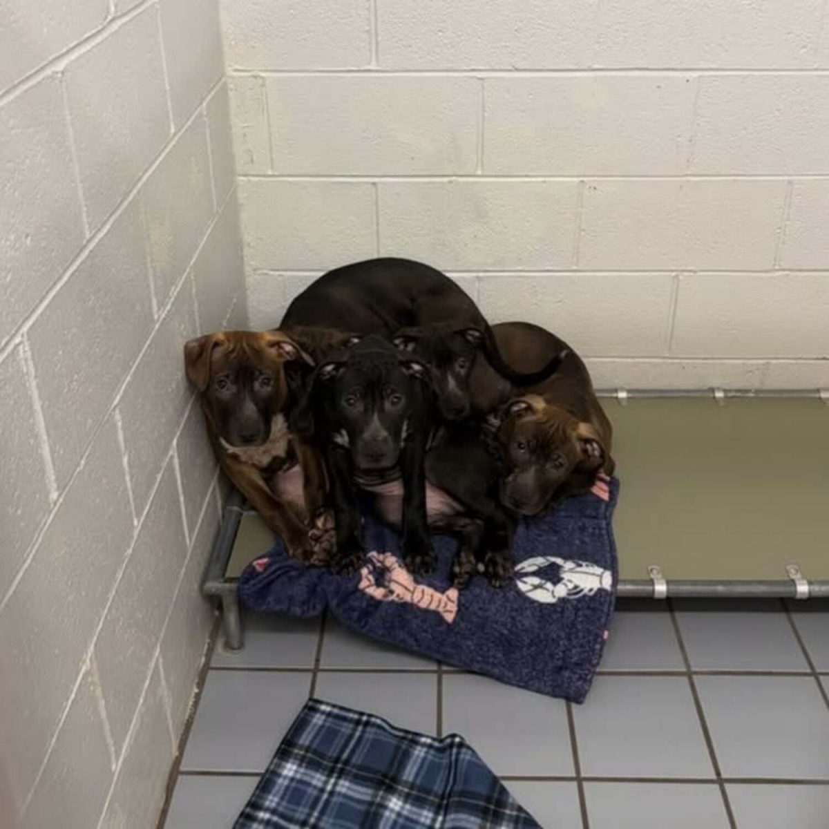 Les chiots blottis les uns contre les autres après leur sauvetage