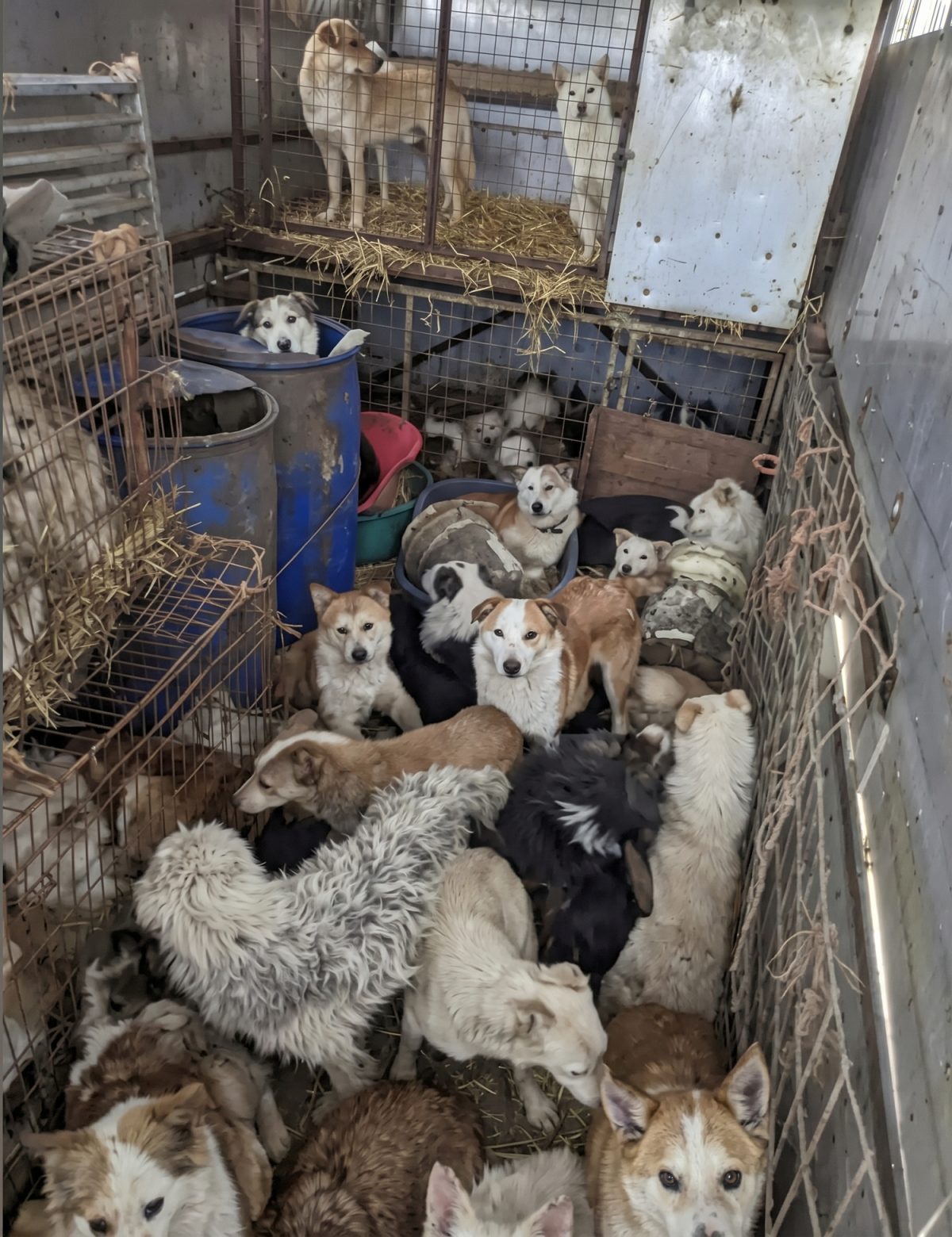 Sadie a été sauvée avec 200 autres chiens