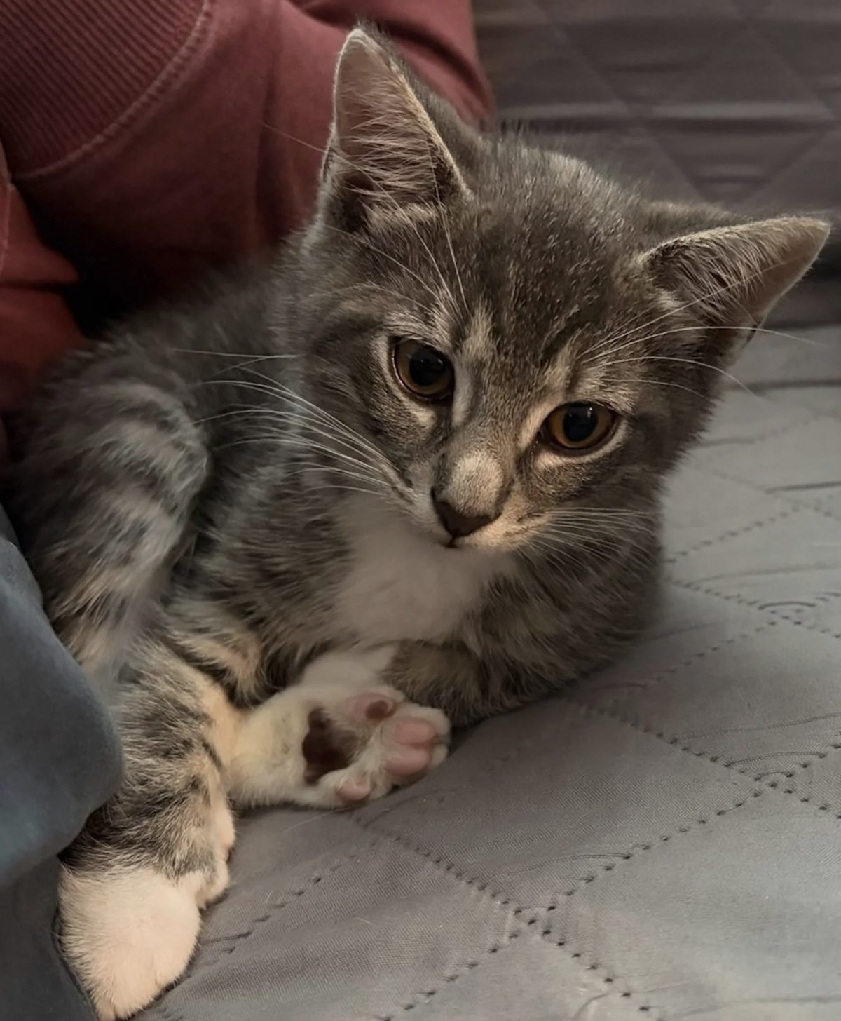 Un chaton tigré allongé