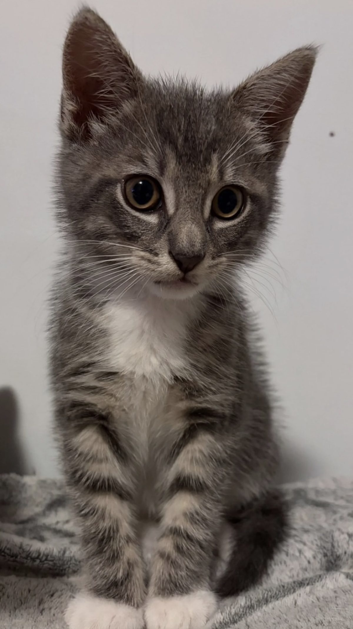 Un chaton tigré assis