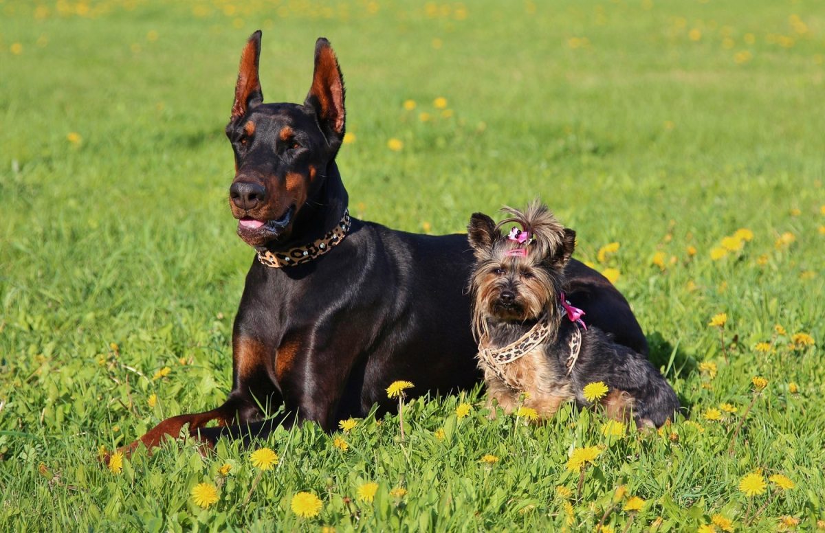 Dobermann et Yorkshire Terrier