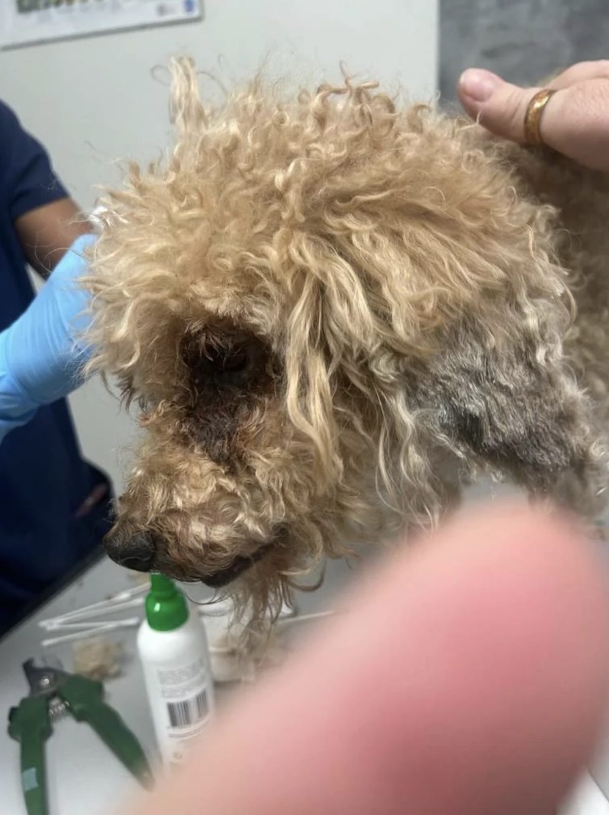 Une chienne se fait toiletter