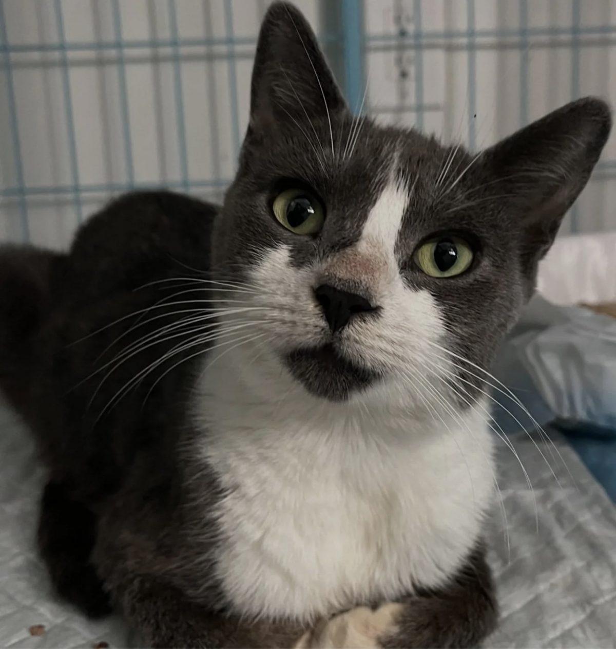 Une chatte sauvée derrière un salon de manucure