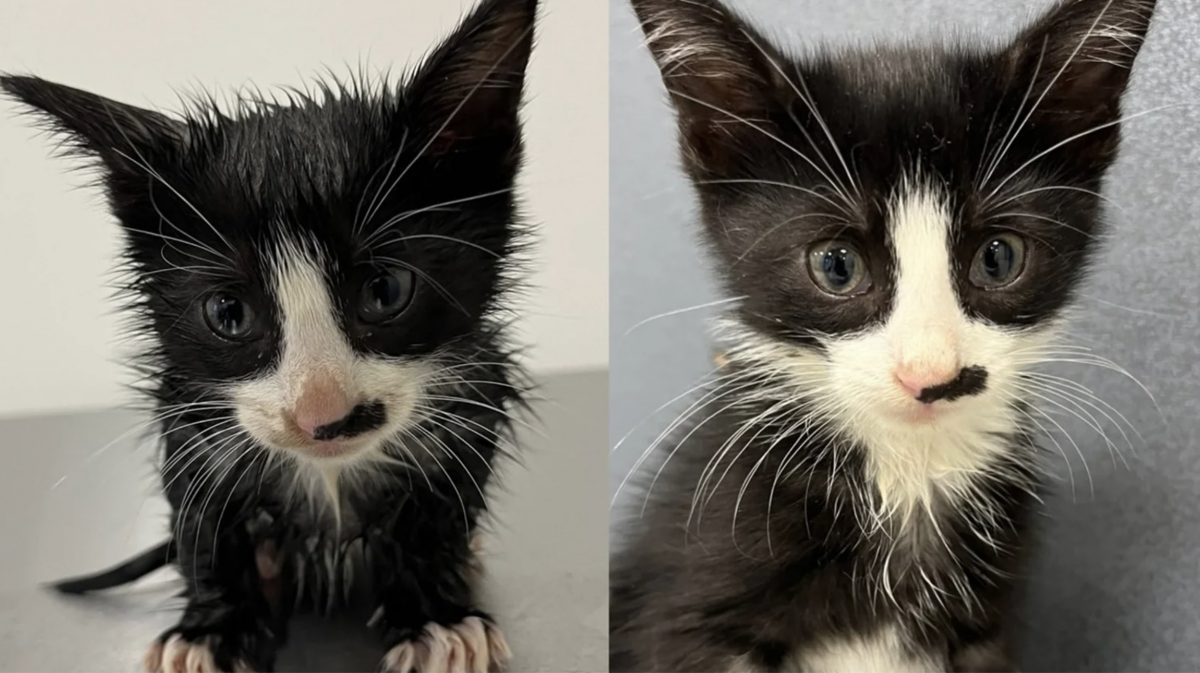 Le avant/après d'un chaton sauvé