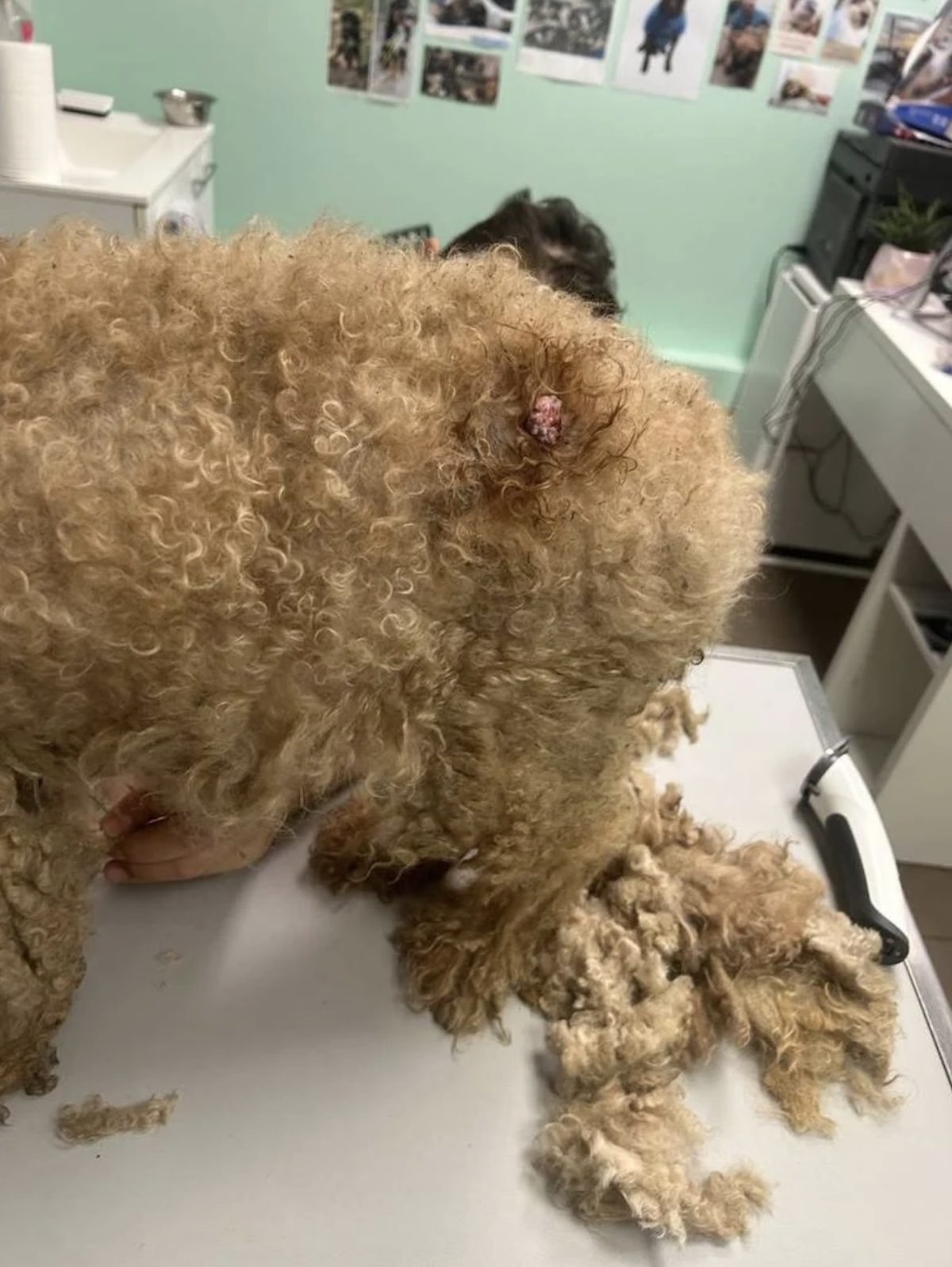 Une chienne sauvée se fait toiletter