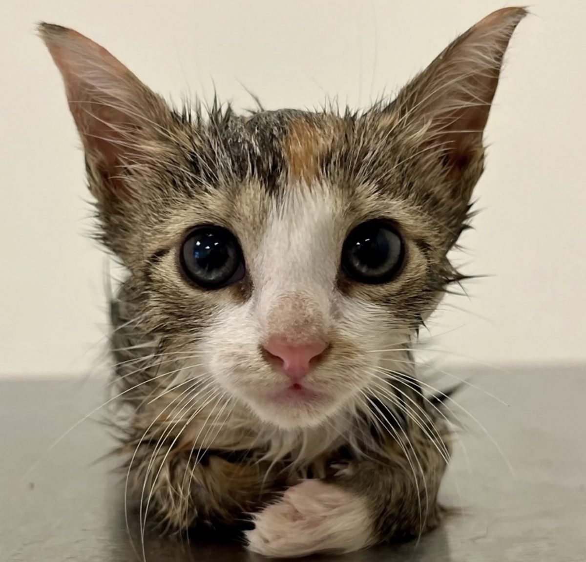 Un chaton mouillé