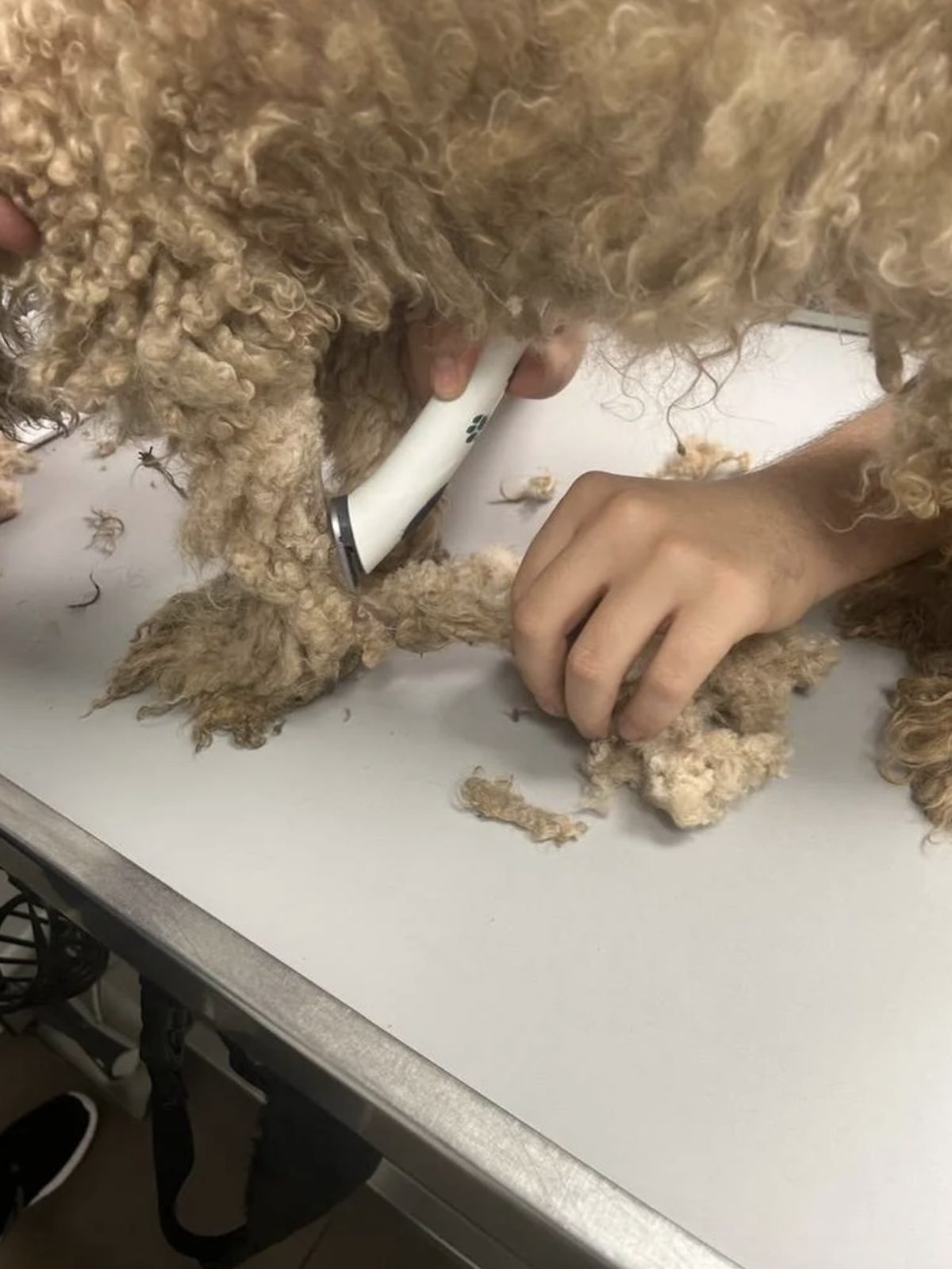 Une chienne séniore se fait toiletter après son sauvetage
