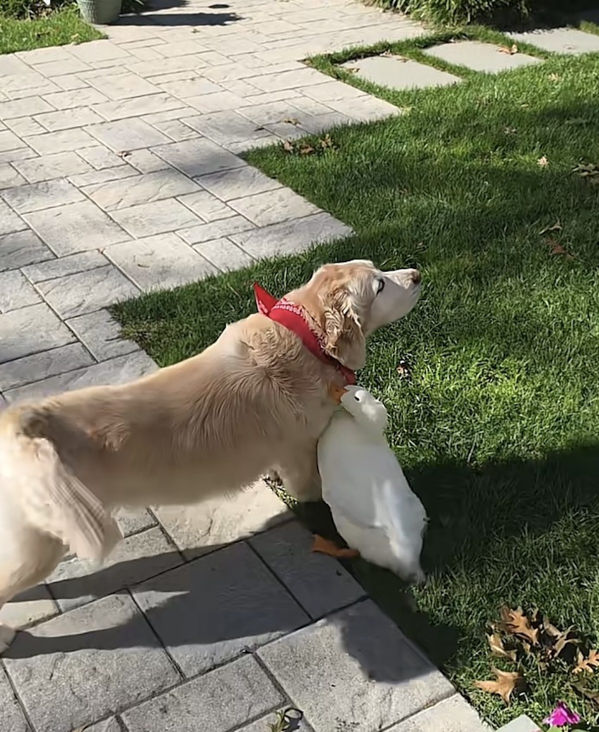 Un canard fait un câlin à son ami le Golden Retriever