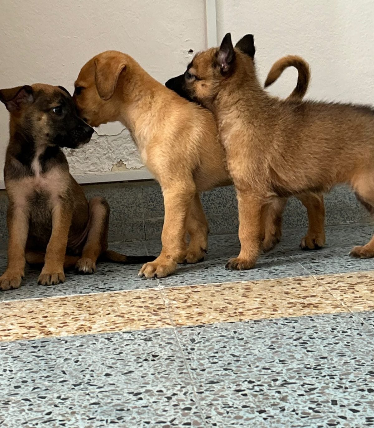 3 chiots