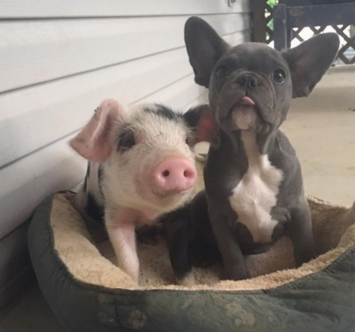 Peanut le porcelet et Keeva la jeune chienne sont inséparables