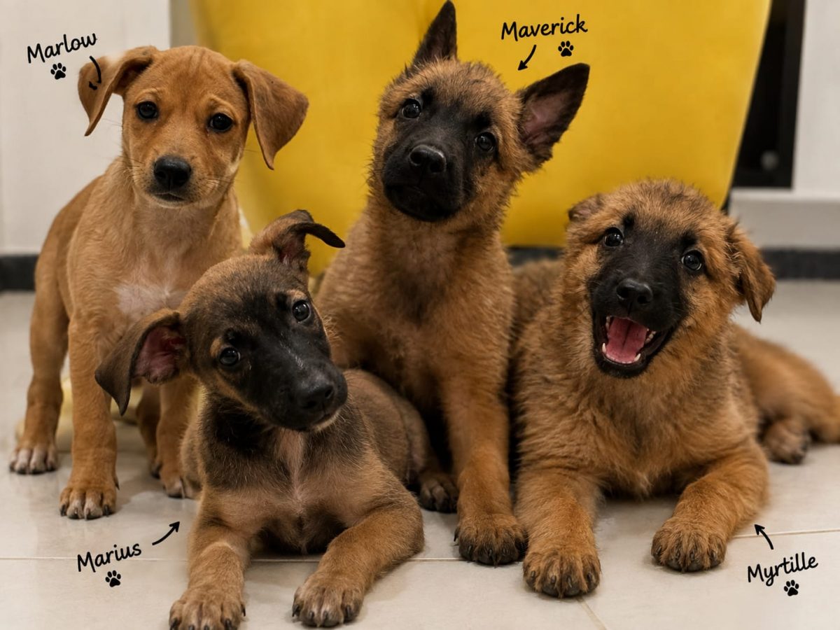 4 chiots