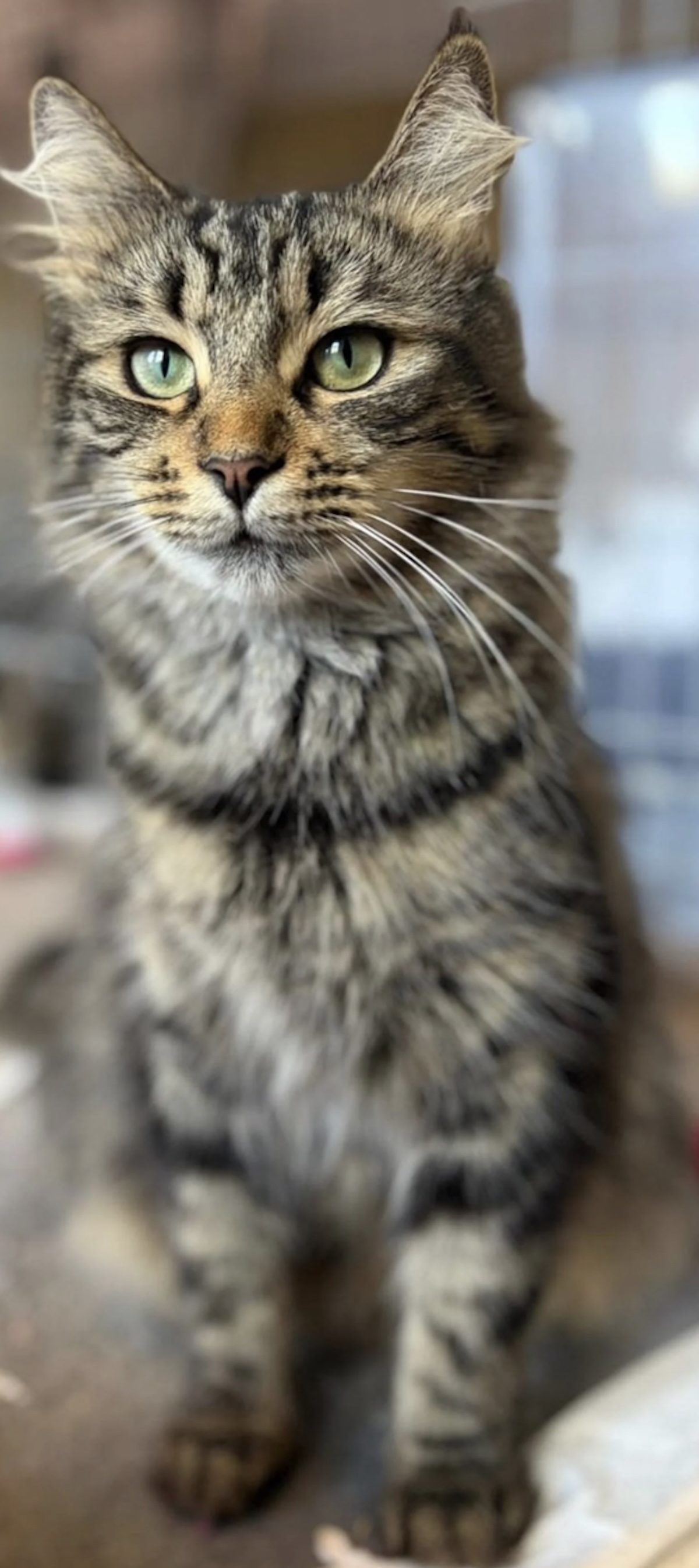 Une chatte tigré