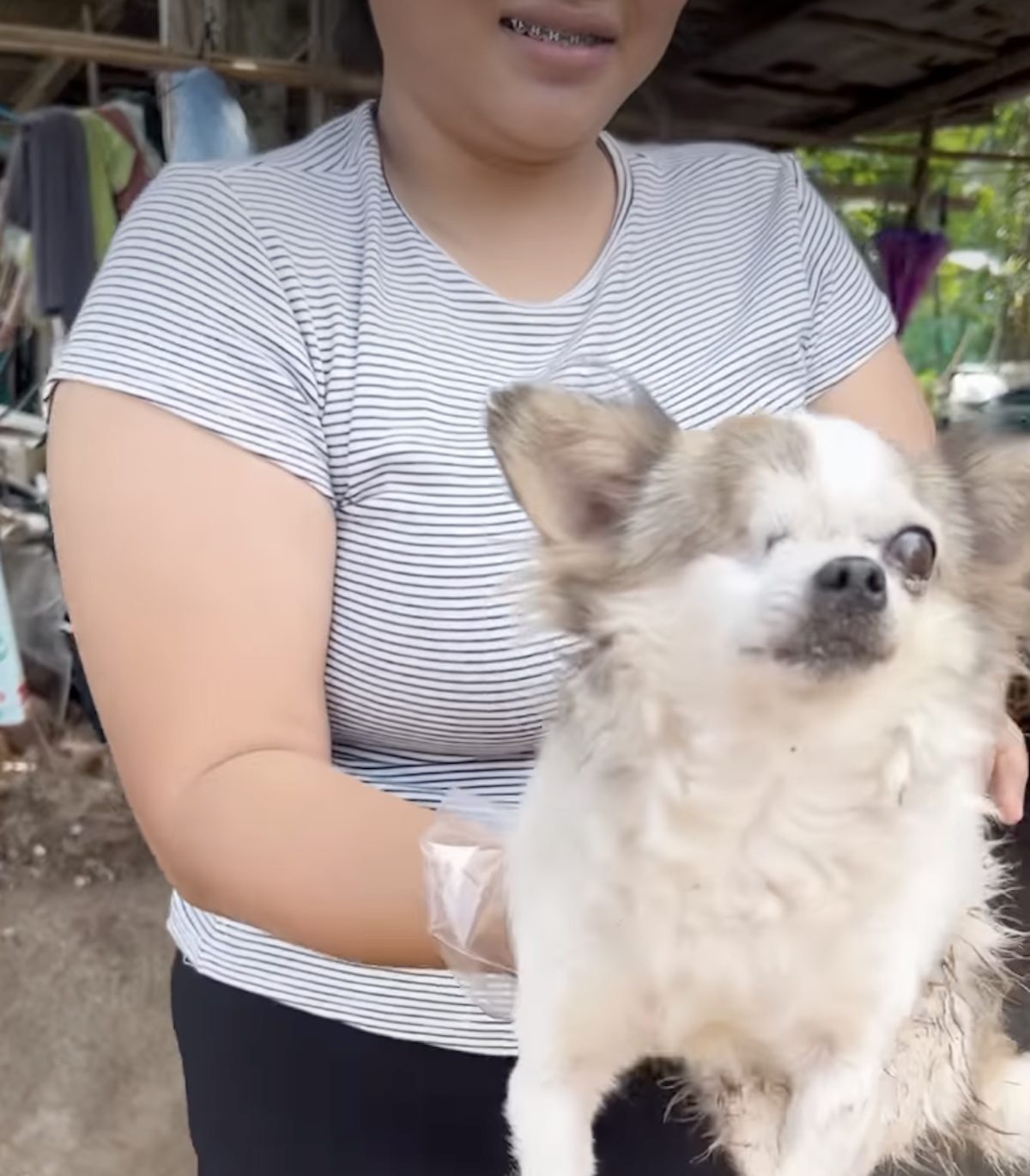 Un Chihuahua sauvé