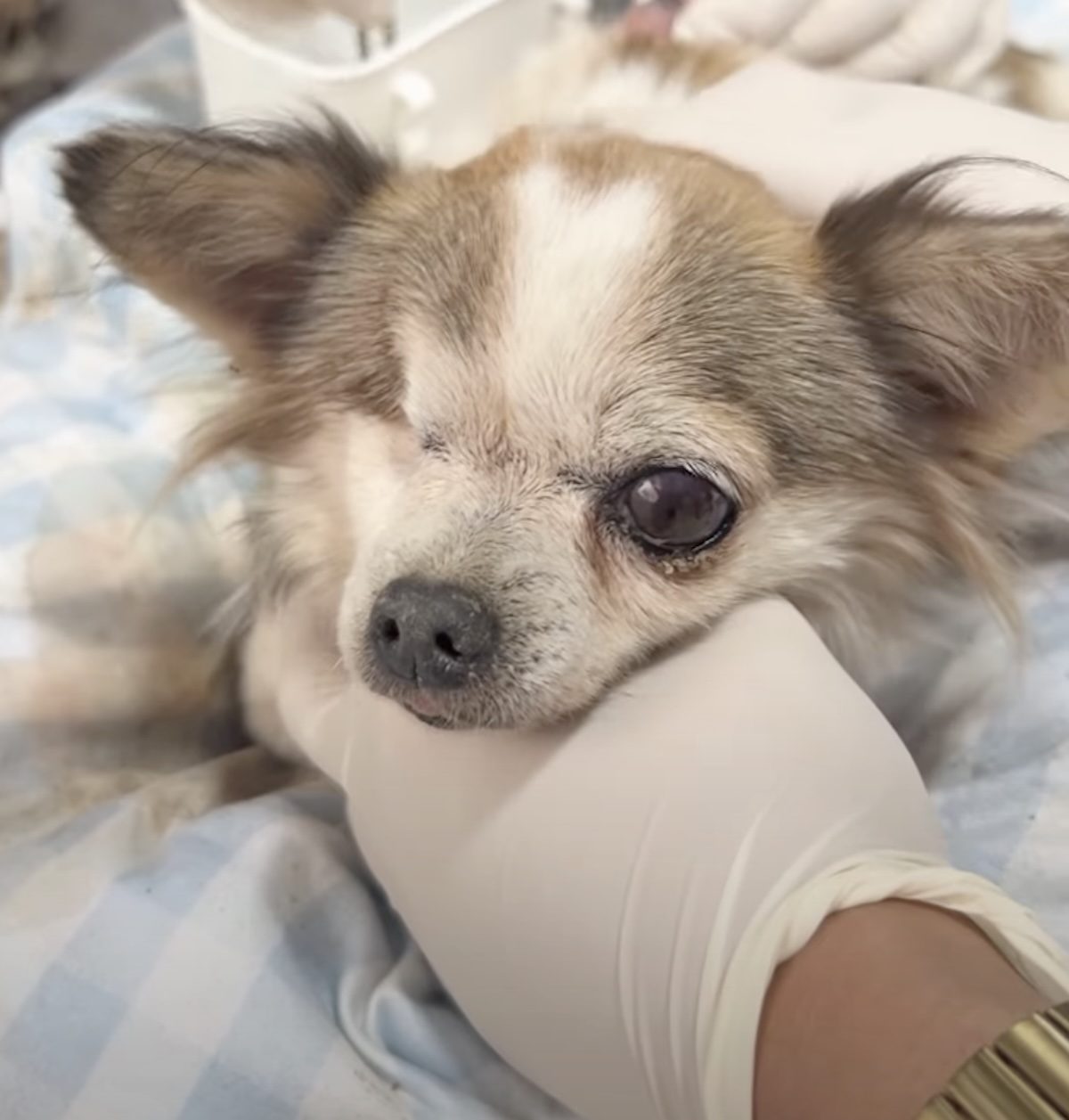 Un Chihuahua soigné