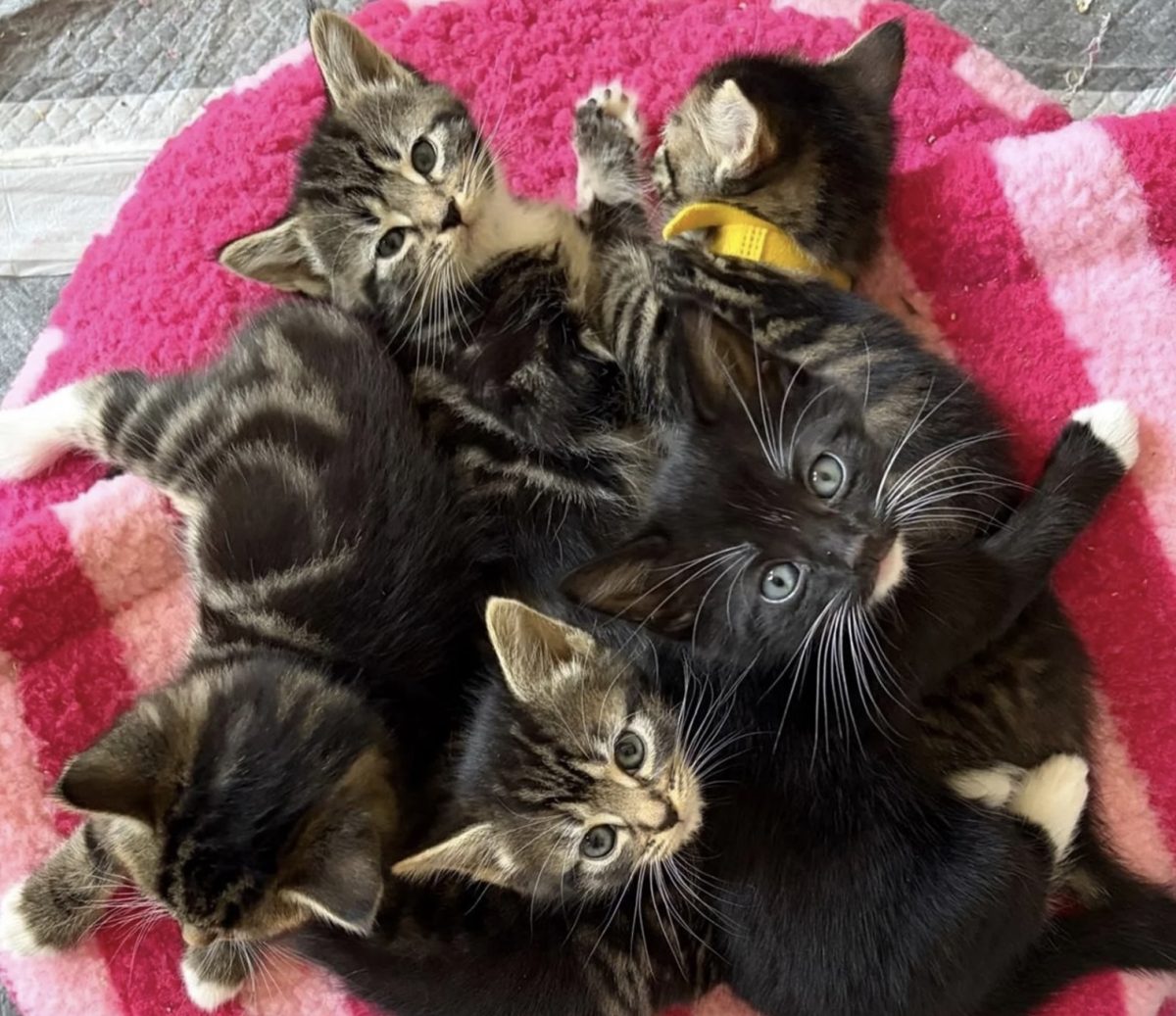 Une portée de chatons