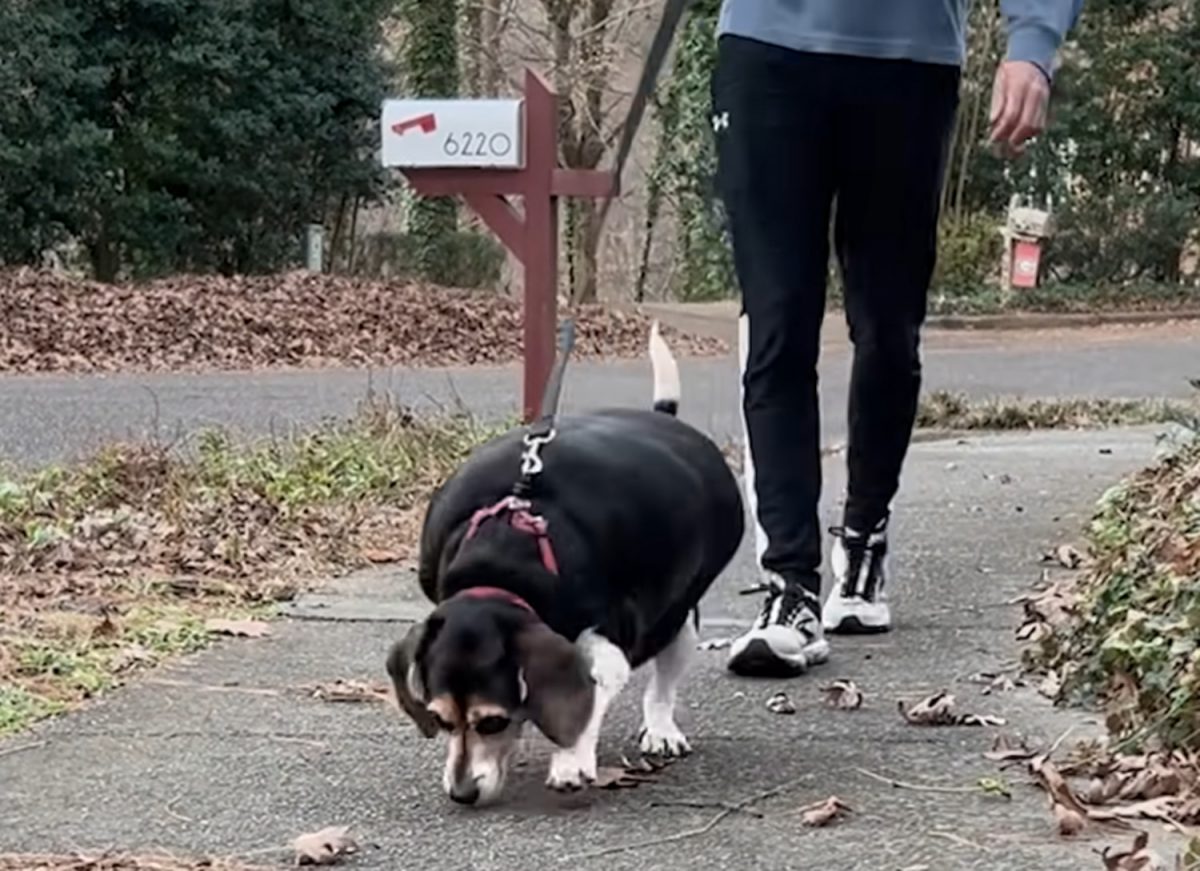De courtes promenades quotidiennes pour l'aider à perdre du poids