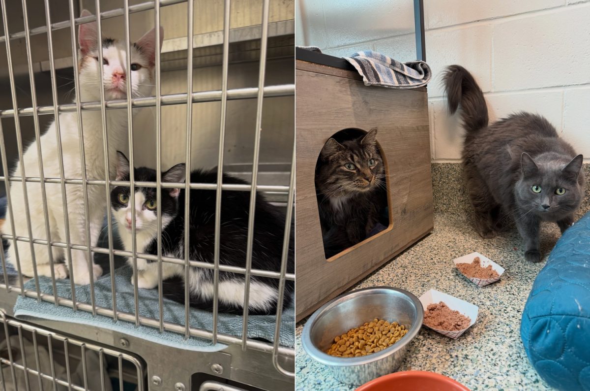 Quelques-uns des 84 chats secourus