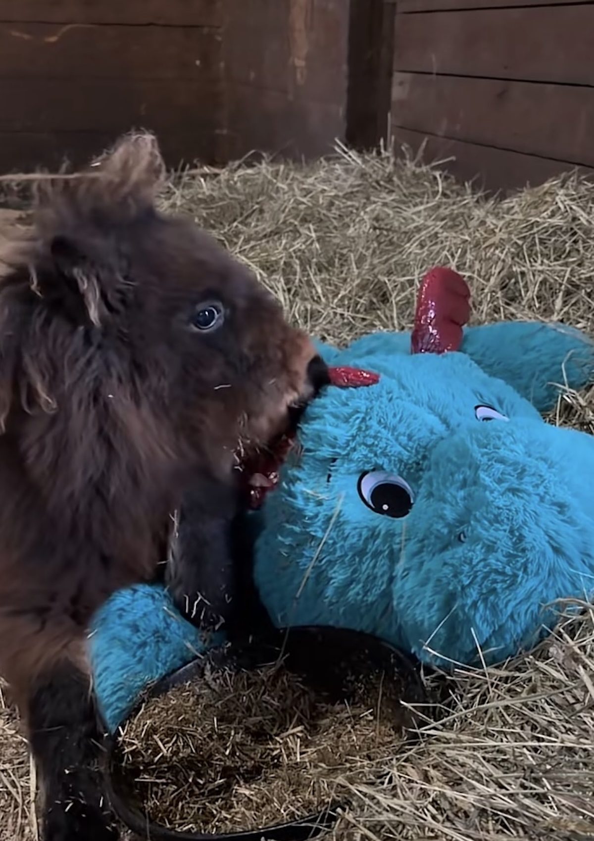 Un cheval miniature avec sa peluche