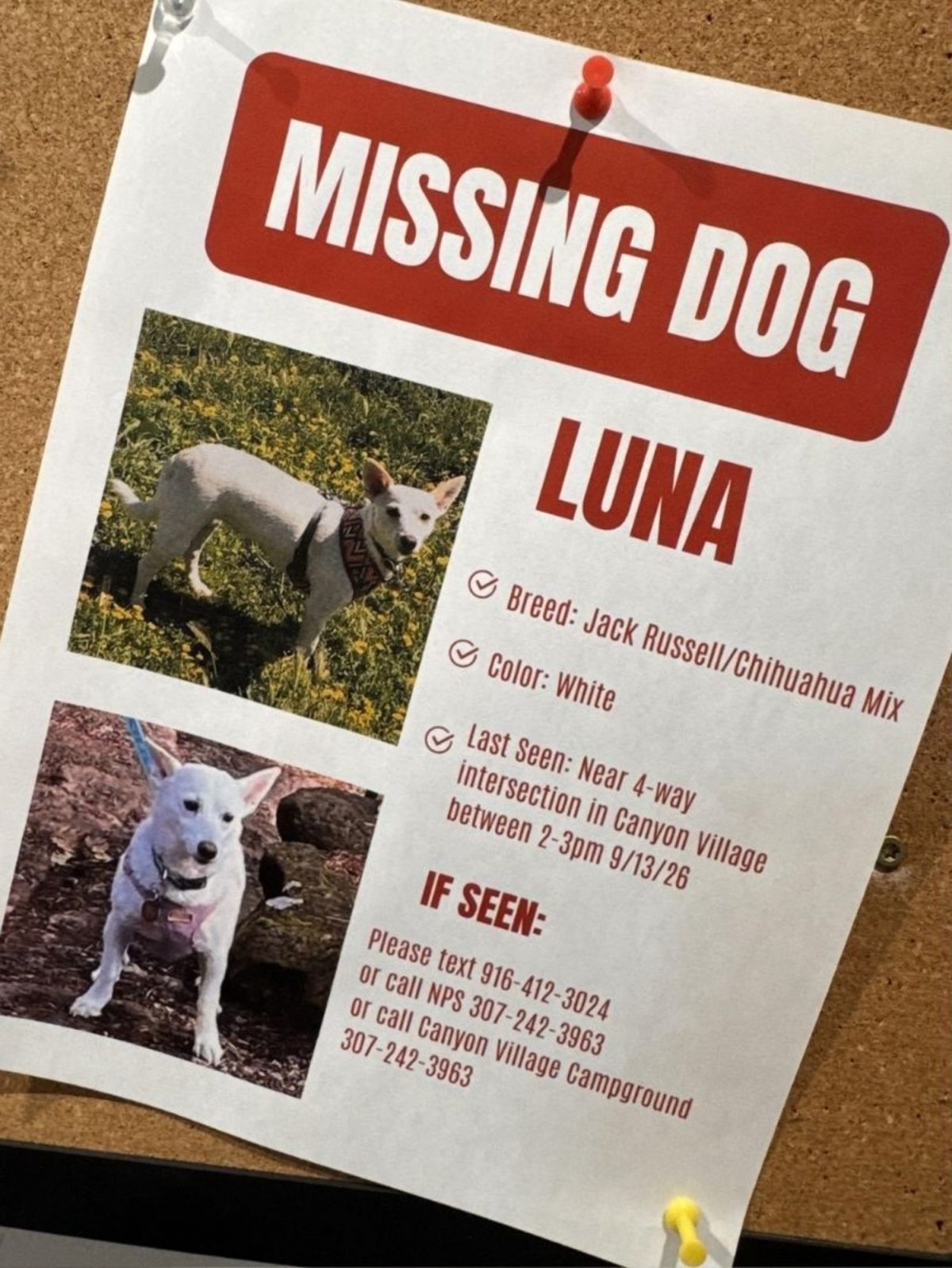 L'avis de recherche distribué pour tenter de retrouver Luna