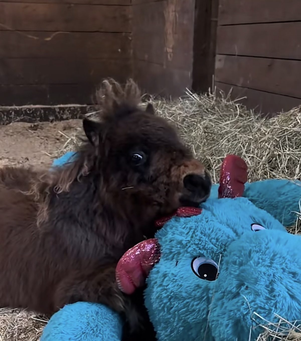 Un cheval miniature qui câline sa peluche préférée