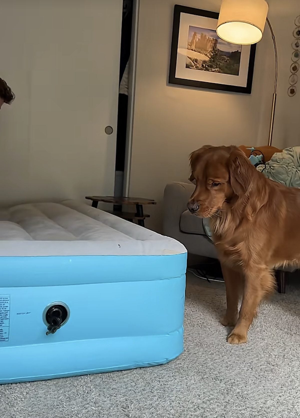 Un Golden Retriever intrigué par un matelas gonflable