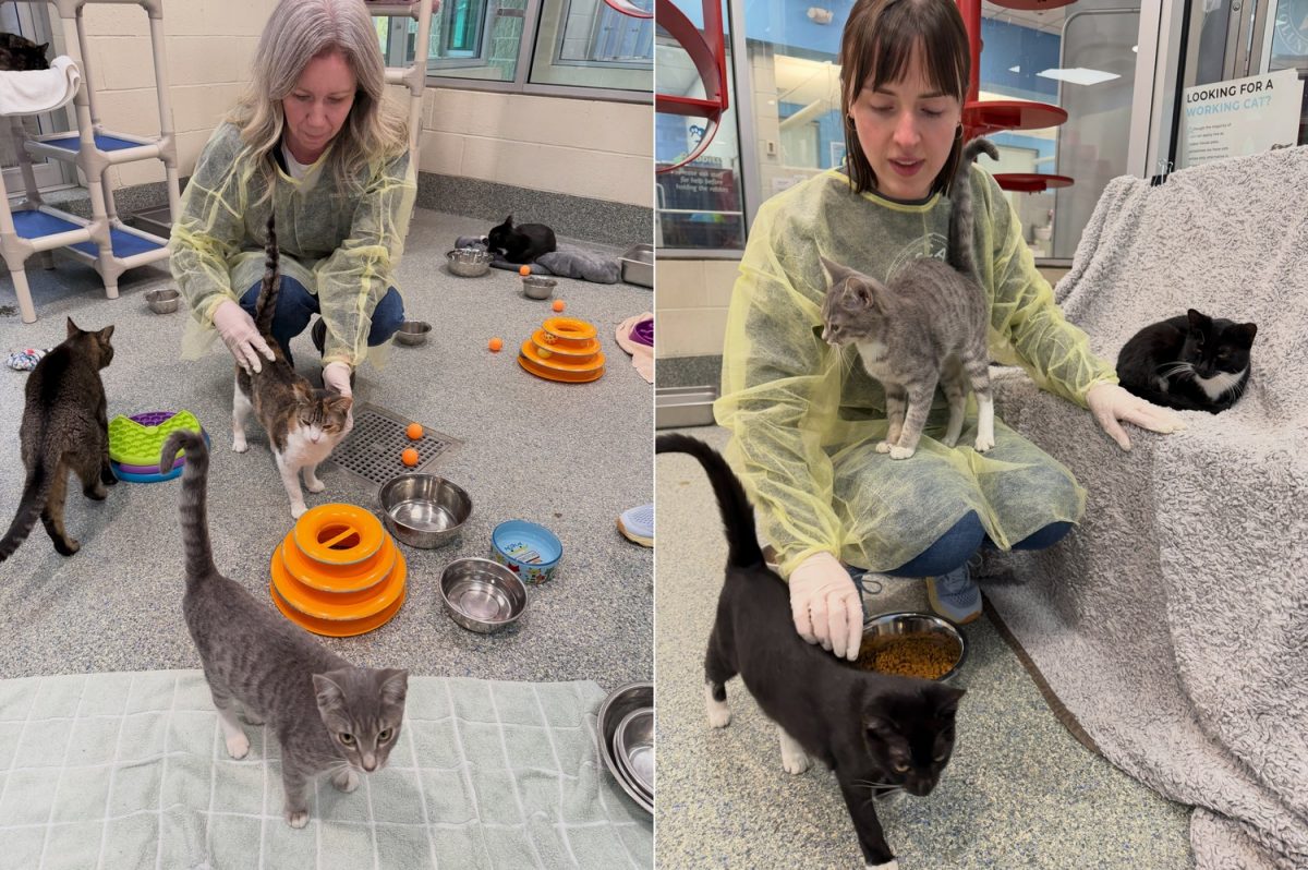 Les chats pris en charge par l'équipe du refuge
