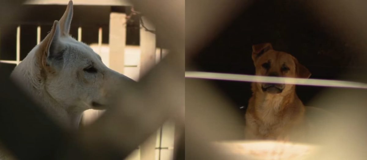 Les chiens secourus de l'élevage