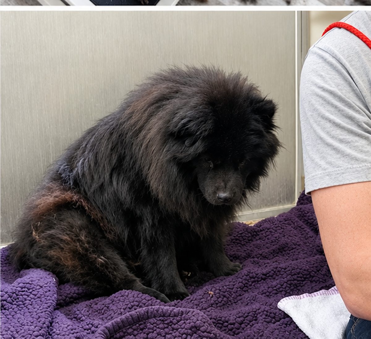 Un Chow Chow assis dans son bow