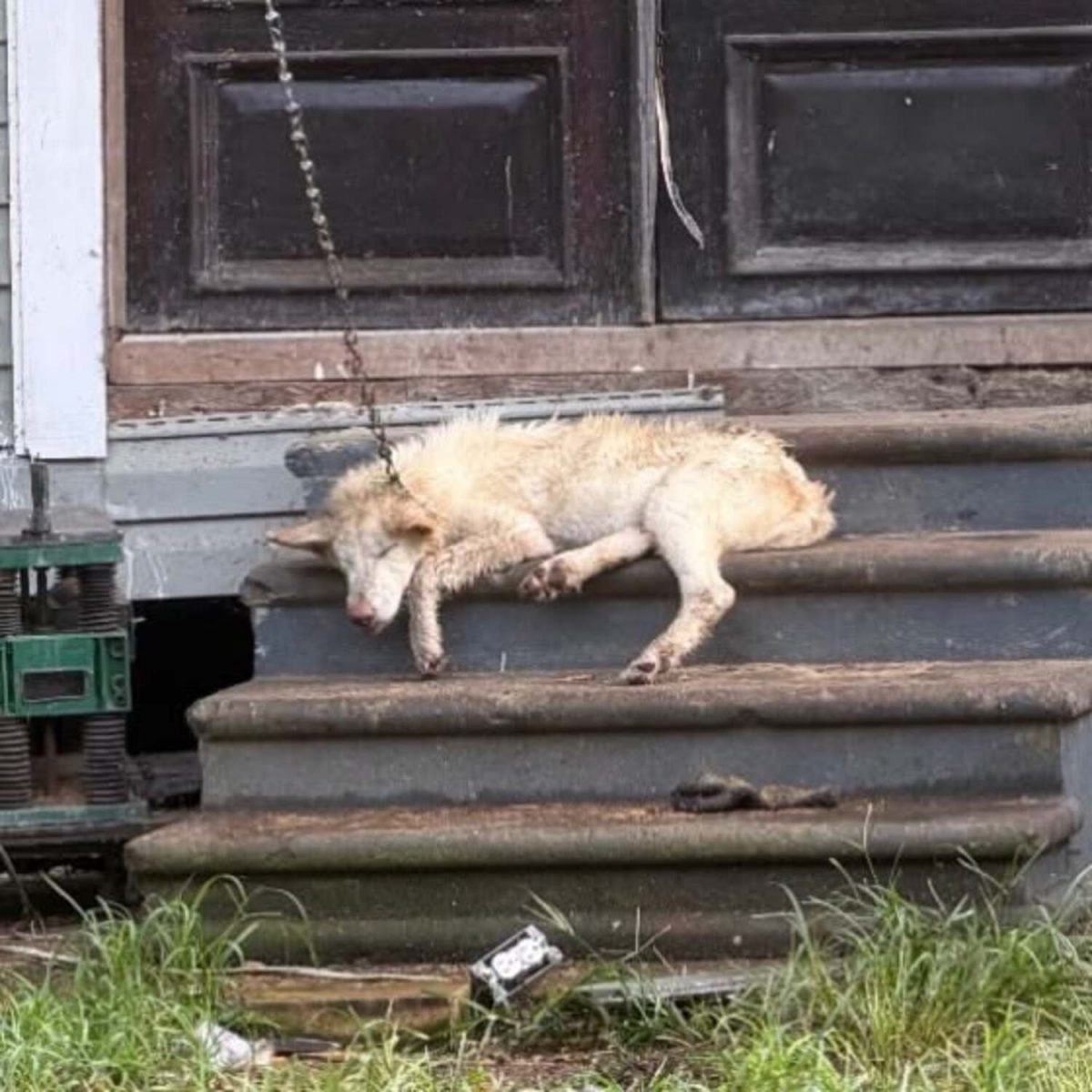 Le chien enchaîné et couché sur les marches