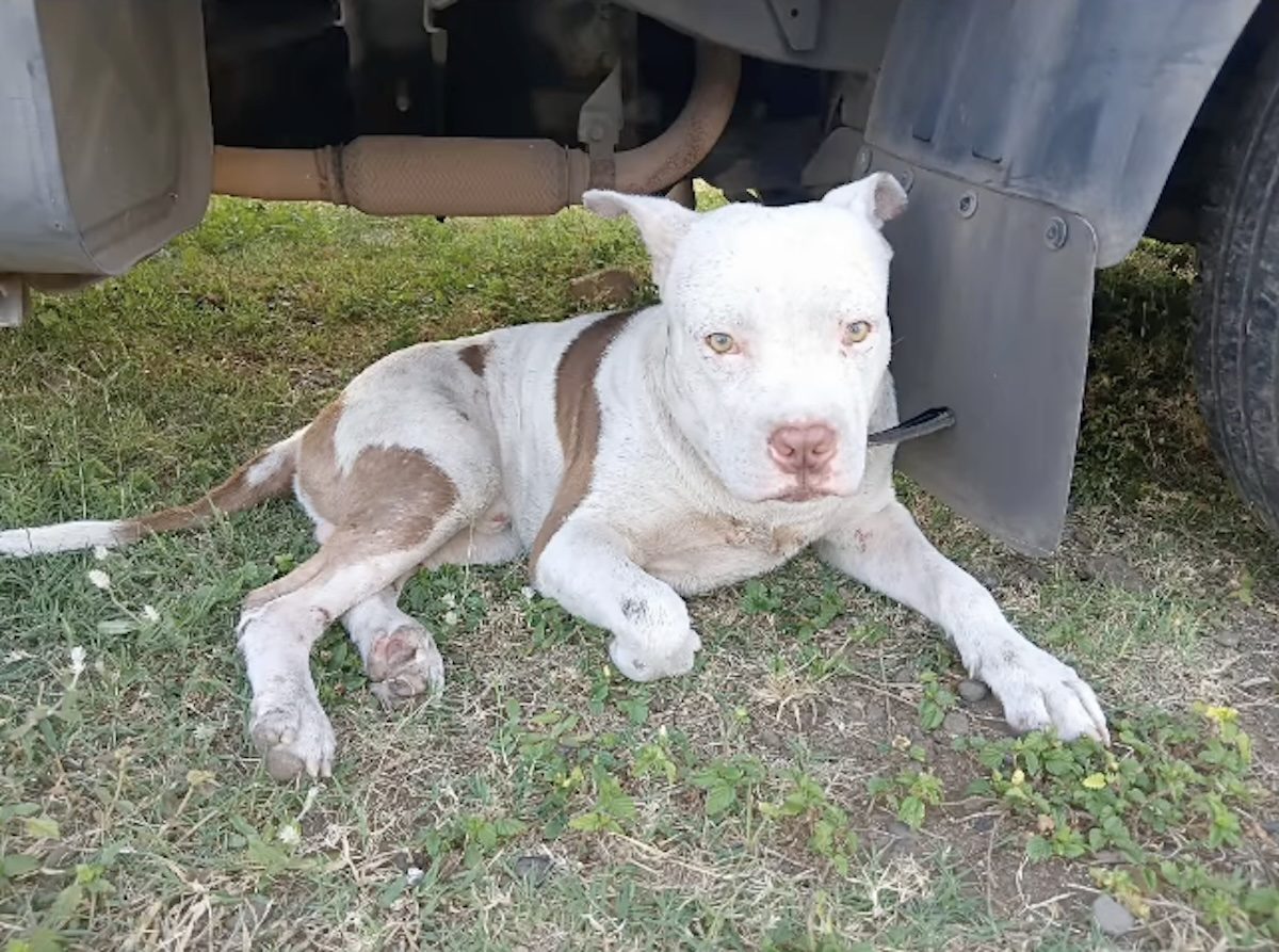 Un chien allongé