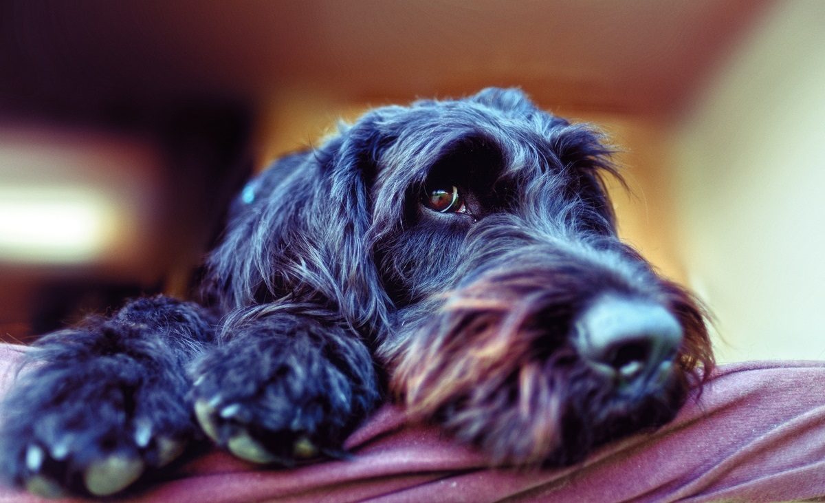 Chien de race Schnauzer