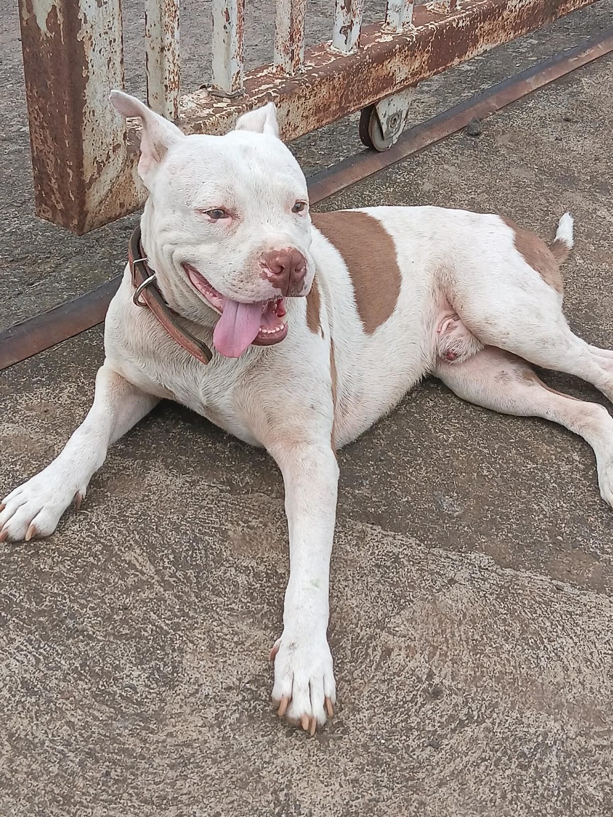 Un chien qui tire la langue