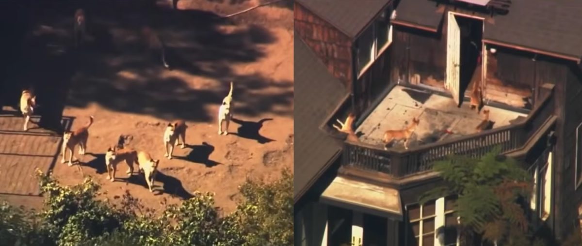 Les chiens de l'élevage vus depuis les airs