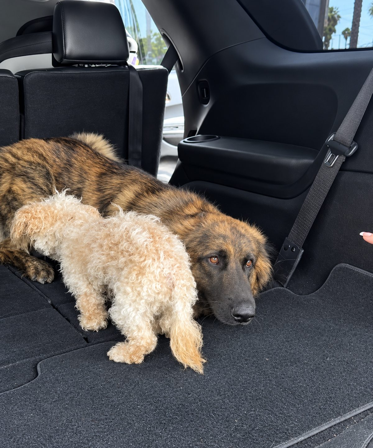 Une chienne blottie contre son ami canin
