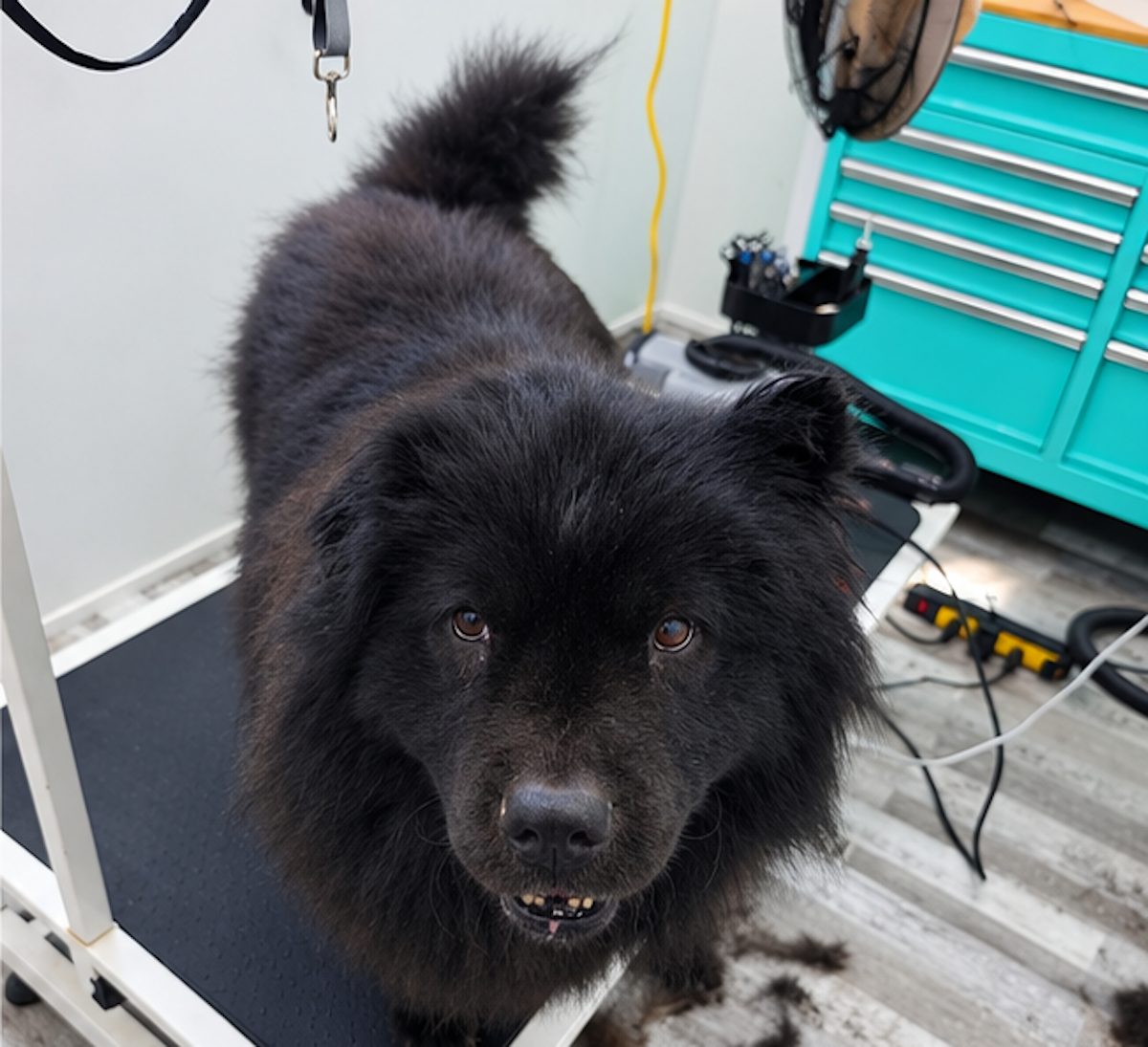 Un Chow Chow au toilettage